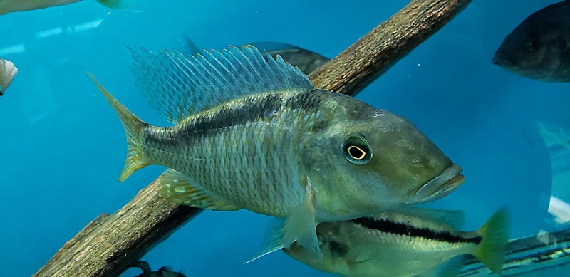 Taeniolethrinops furcicauda